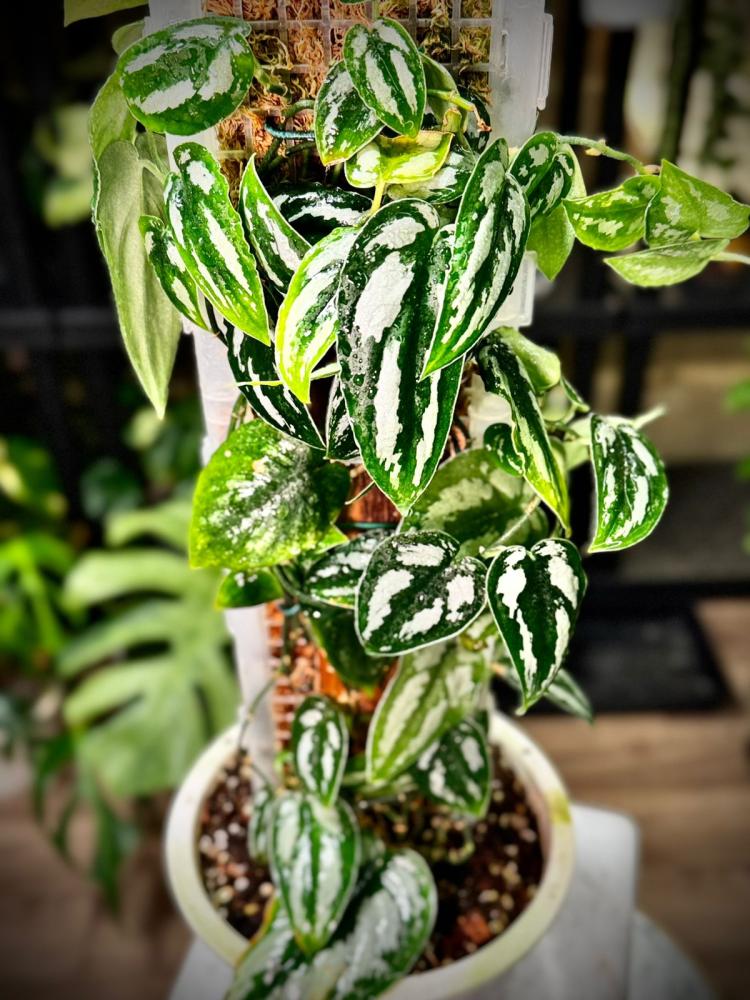 SCINDAPSUS SILVER PRINCESS INDO