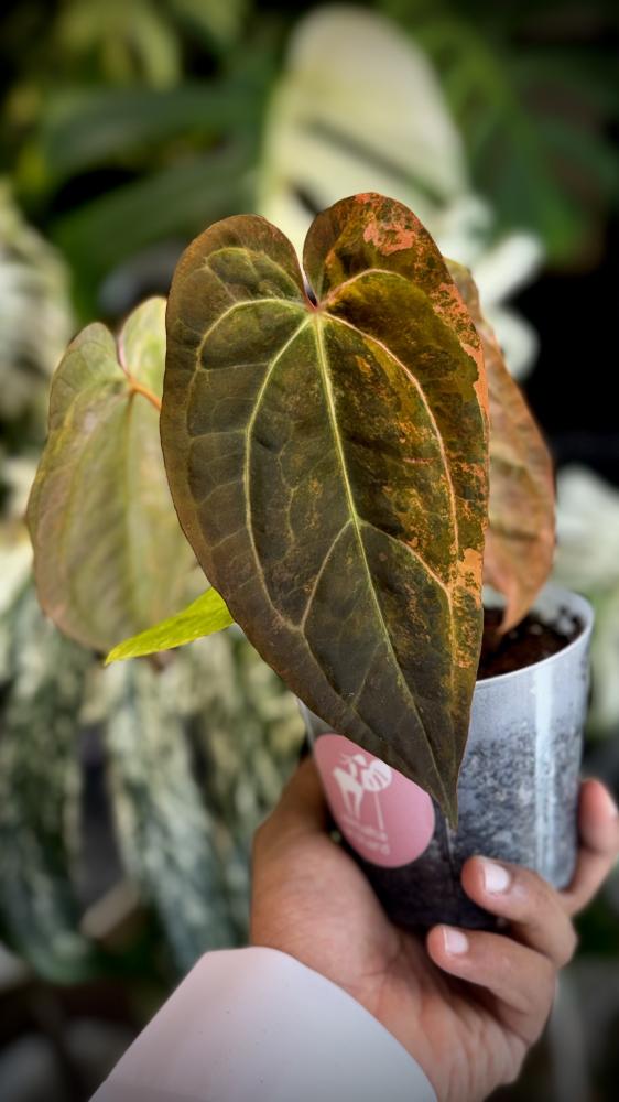 ANTHURIUM HYBRID VARIEGATED