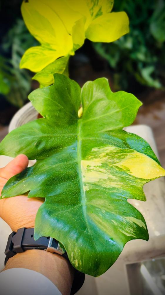 PHILODENDRON DISTANTILOBUM Variegated