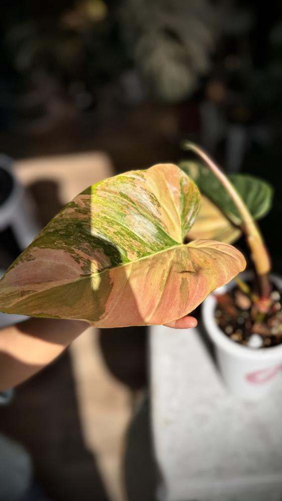 Philodendron Florida beauty x Nangaritense