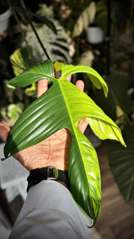 PHILODENDRON FLORIDA x SQUAMIFERUM VARIEGATED
