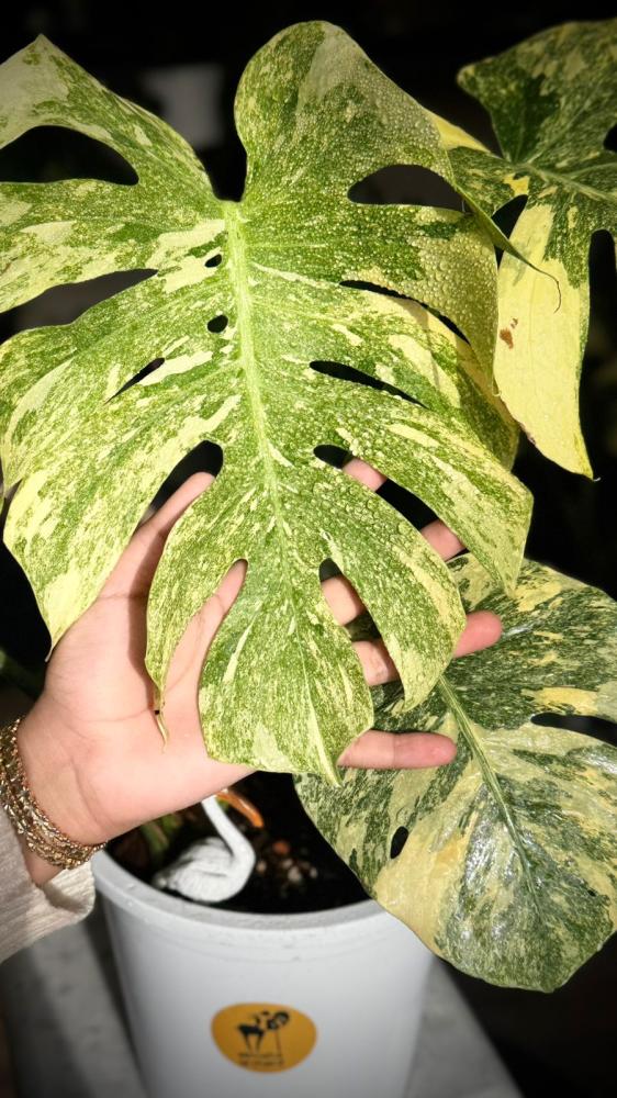 MONSTERA DELICIOSA LEGAZY