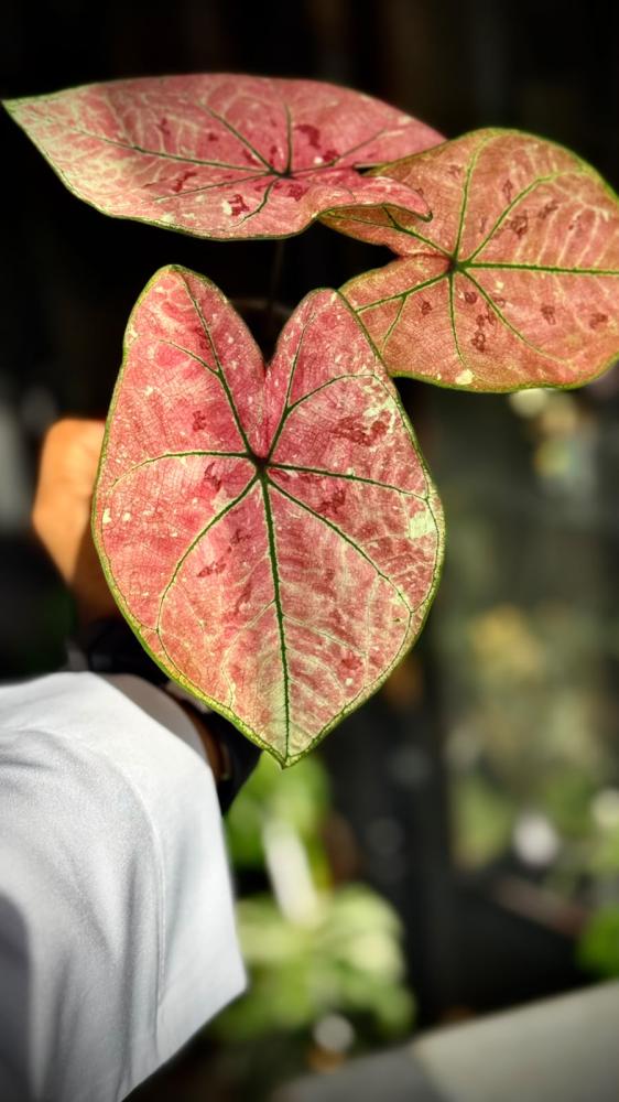 Caladium