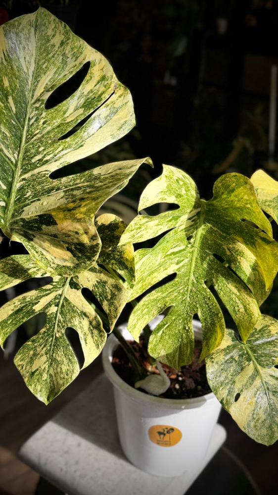 MONSTERA DELICIOSA LEGAZY