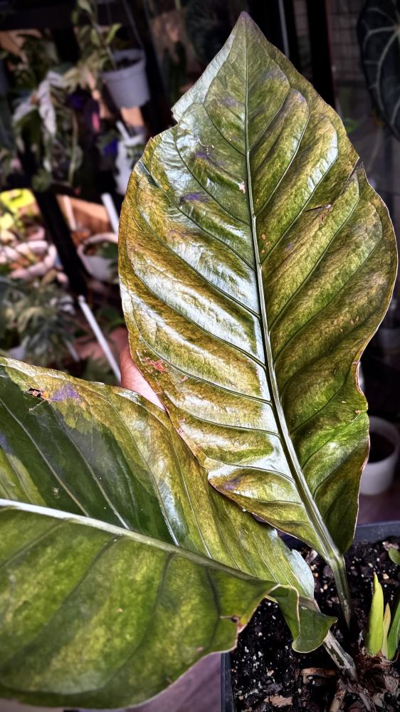 ANTHURIUM HOOKERI BIRDS NEST VARIEGATED