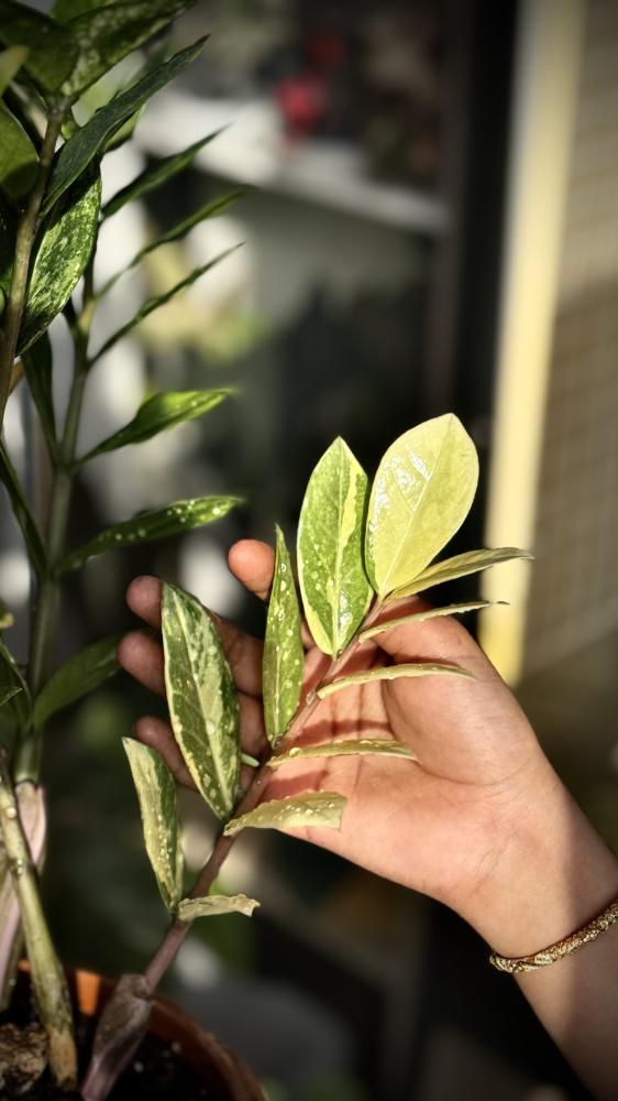 ZAMIOCULCAS ZAMIIFOLIA AUREA VARIEGATED