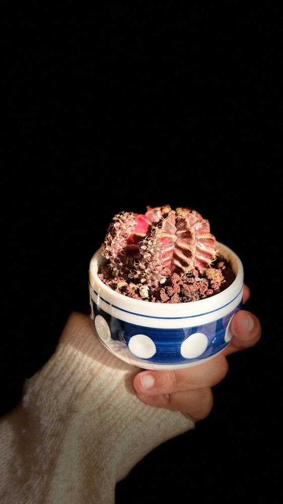 CACTUS MIX ARRANGED