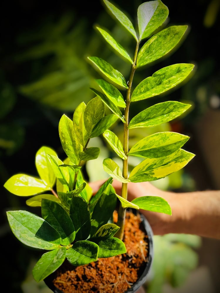ZAMIOCULCAS ZAMIIFOLIA Variegated