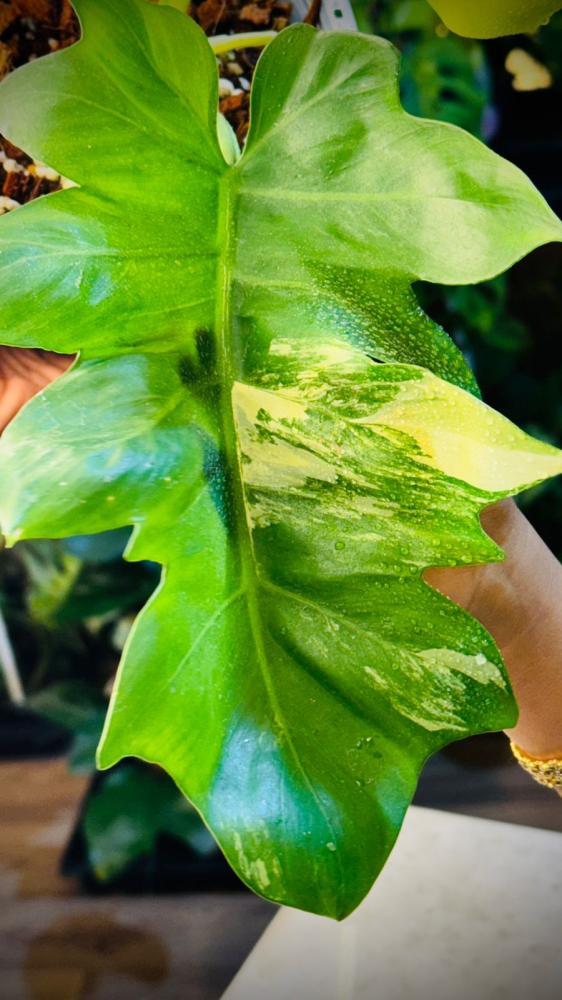 PHILODENDRON DISTANTILOBUM Variegated