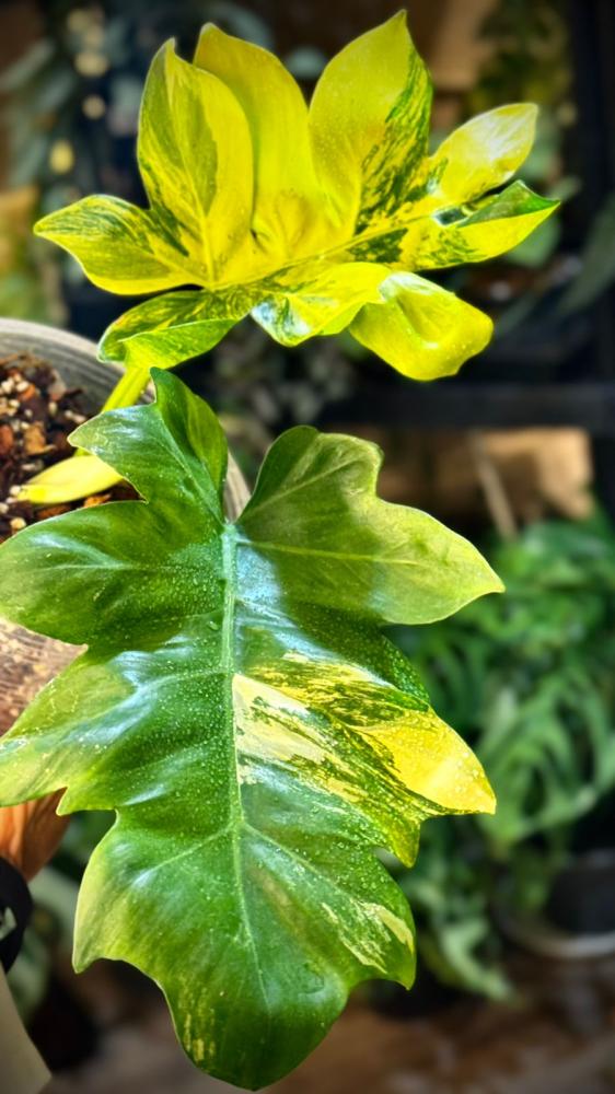 PHILODENDRON DISTANTILOBUM Variegated