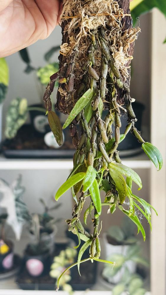 BULBOPHYLLUM TORTUOSUM ORCHID