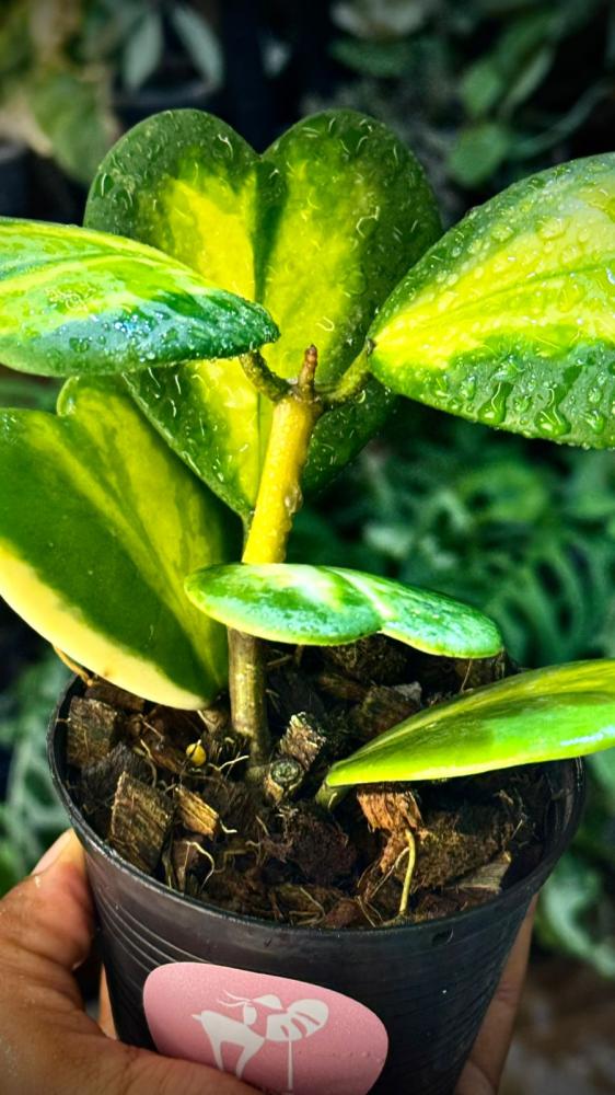 HOYA KERRII REVERSE Variegated