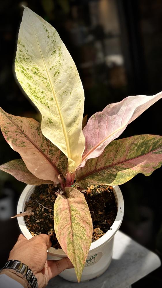 anthurium renaissance variegated
