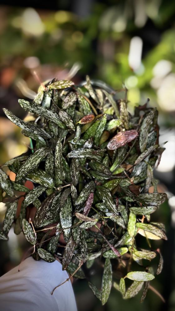 HOYA SIGILLATIS (MINI)