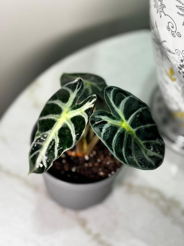 alocasia heart balloon