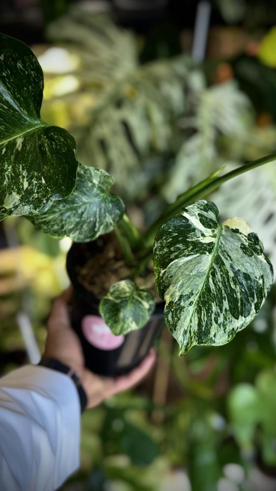MONSTERA OCEAN ALBO