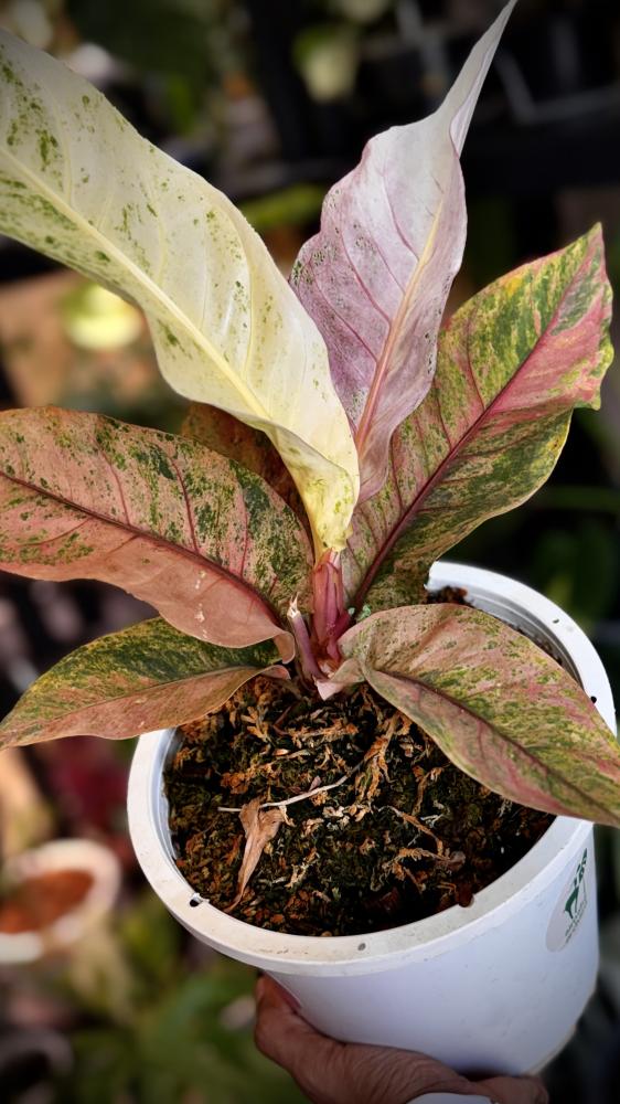 anthurium renaissance variegated