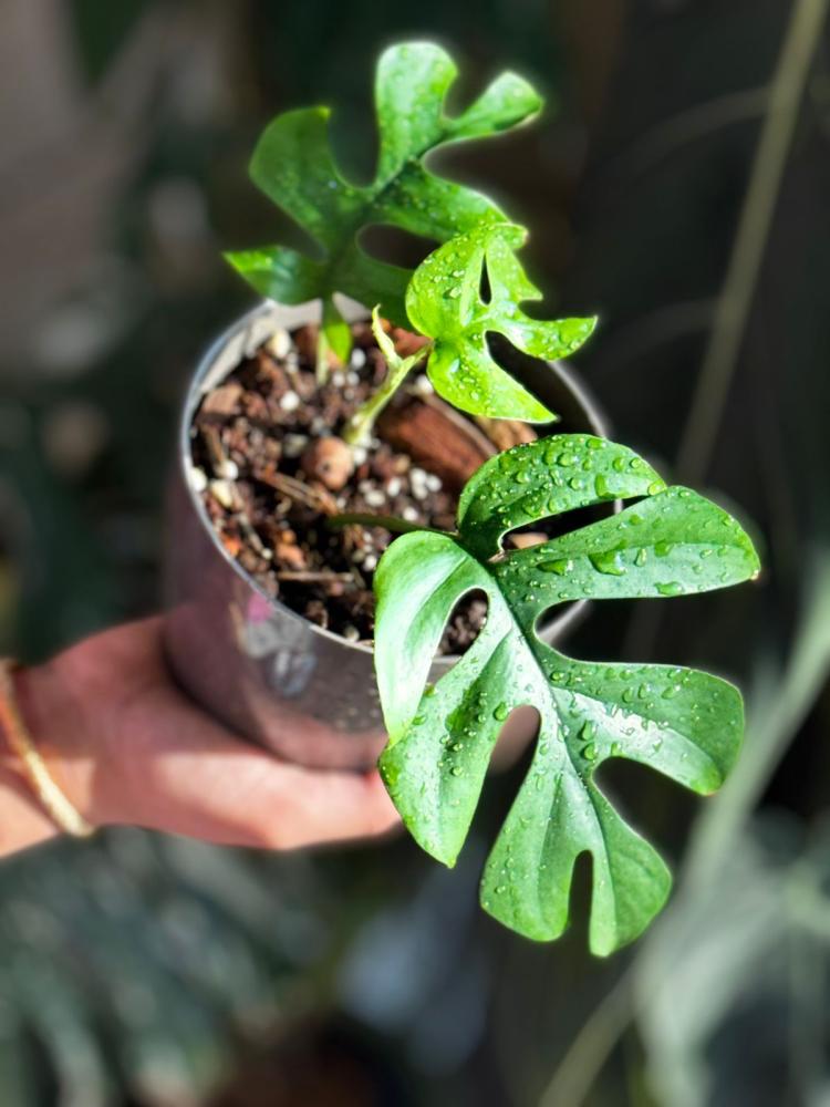 Monstera ginny