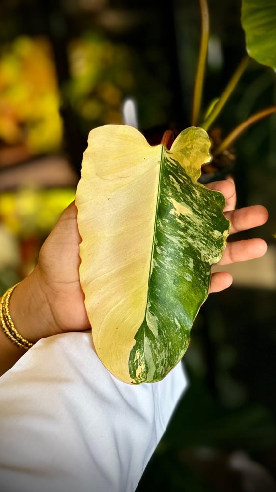 PHILODENDRON HYBRID Marron