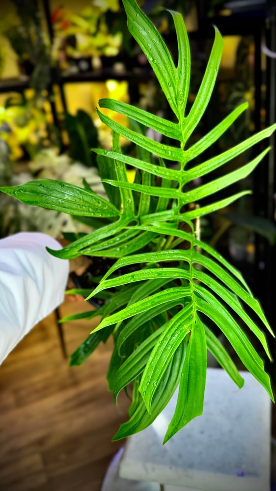 RHAPHIDOPHORA TENUIS GREE