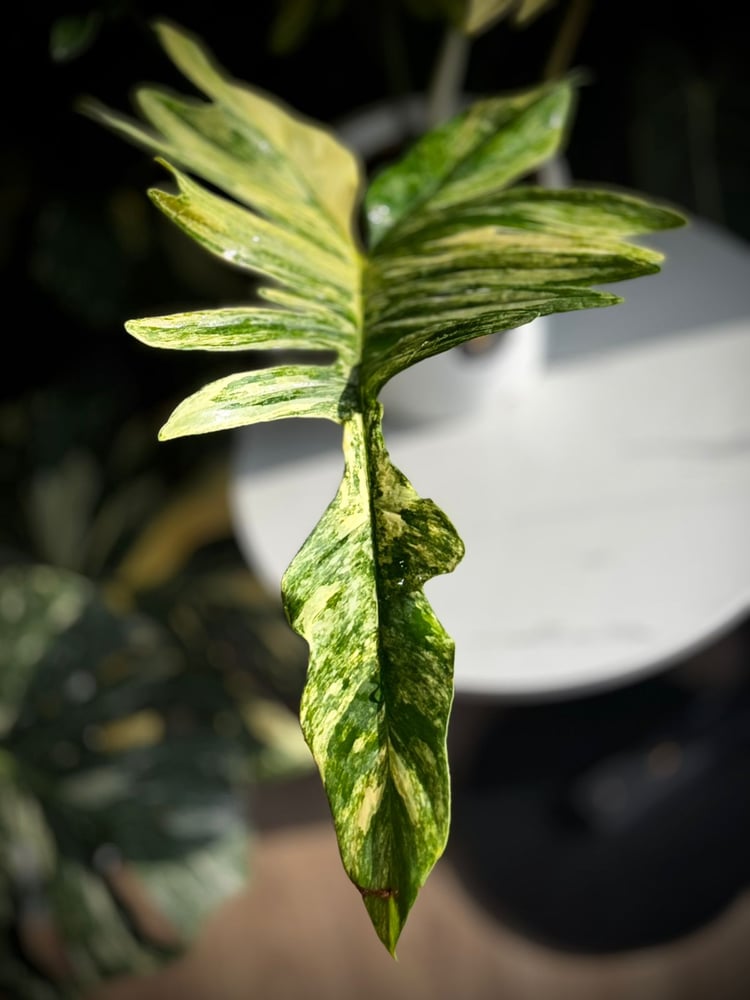 PHILODENDRON FLORIDA BEAUTY x MAYOI
