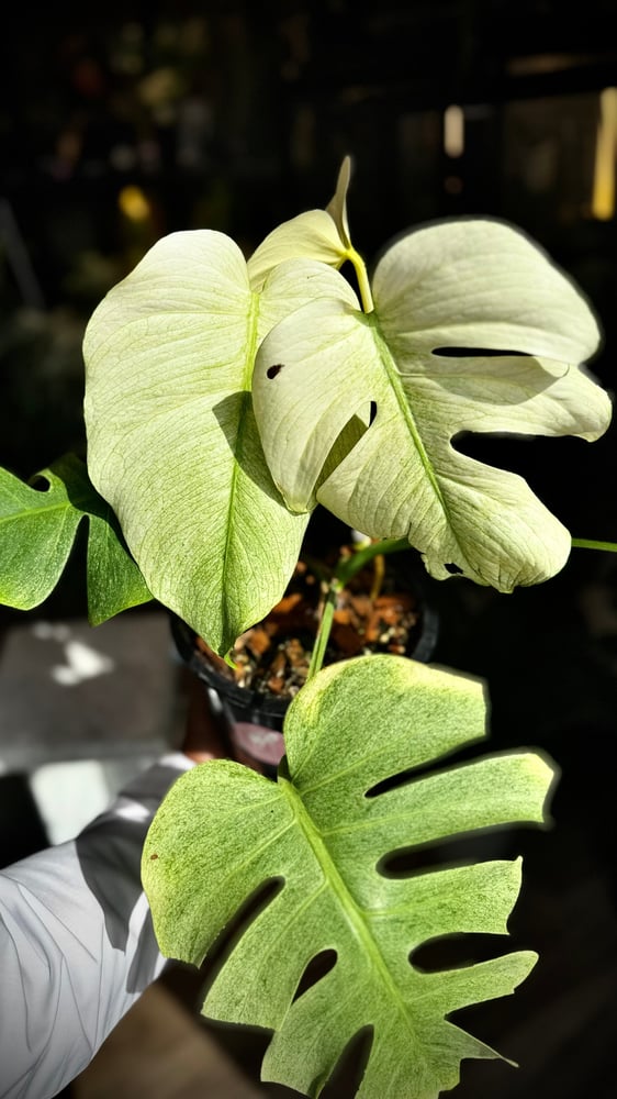 MONSTERA DELICIOSA FULL MINT