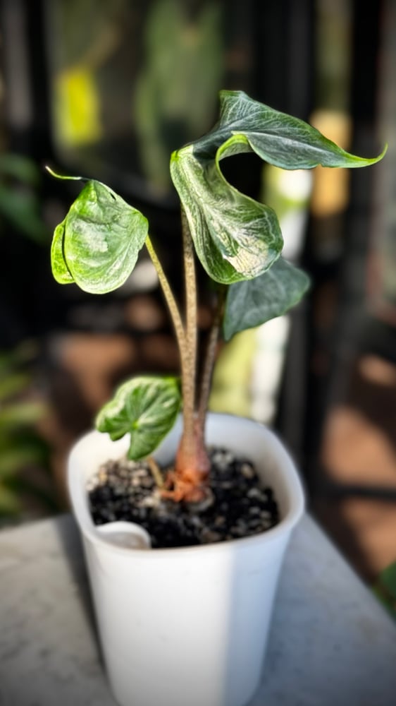 ALOCASIA HOLY GRAIL