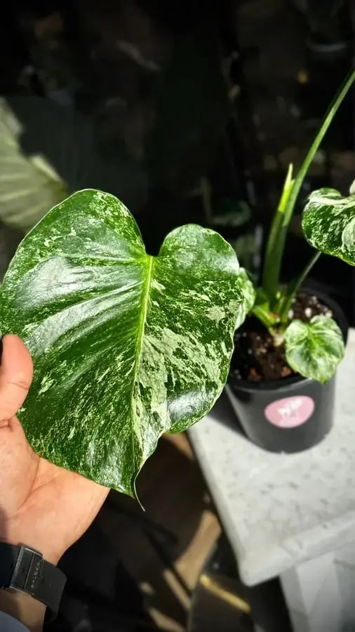 MONSTERA OCEAN ALBO