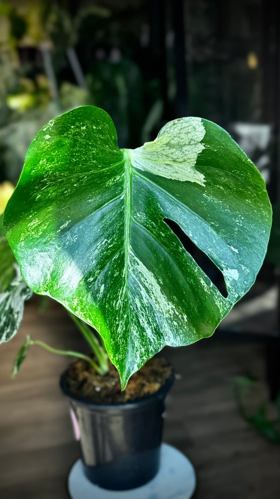 MONSTERA OCEAN ALBO
