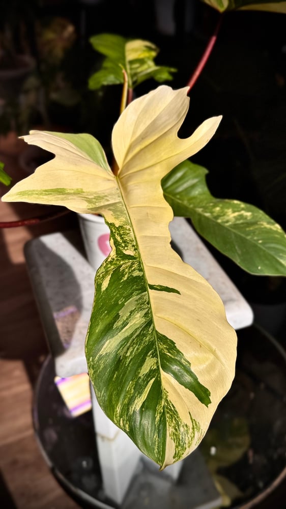 Philodendron (Florida  beauty x Mayoi) x  Squamiferum