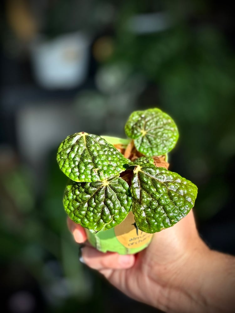 Begonia bullatifolia