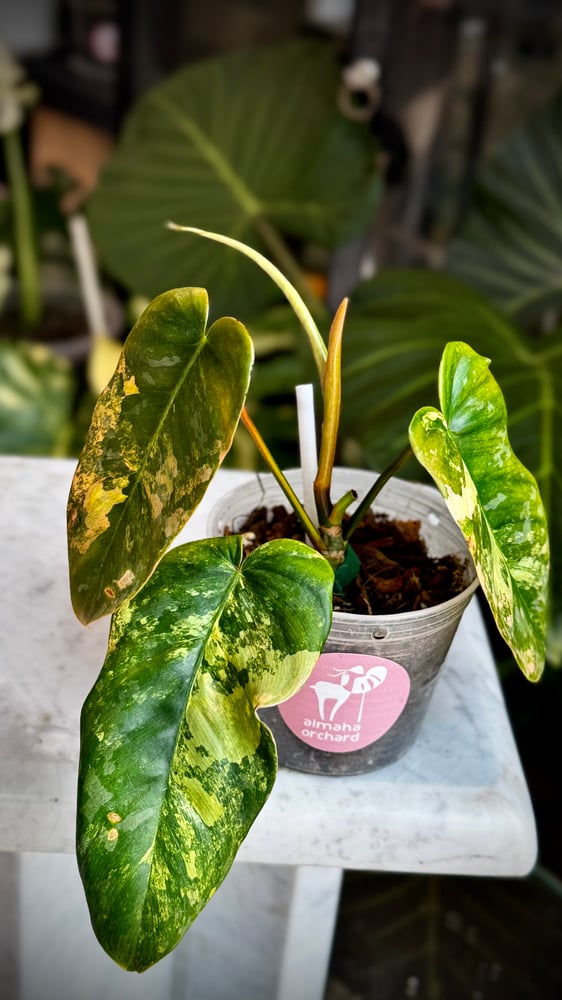 Philodendron Silver Moon (FMY x Brandtianum)