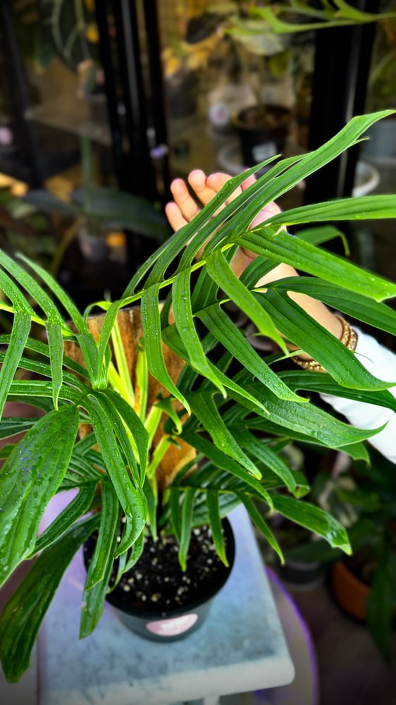 RHAPHIDOPHORA TENUIS GREE