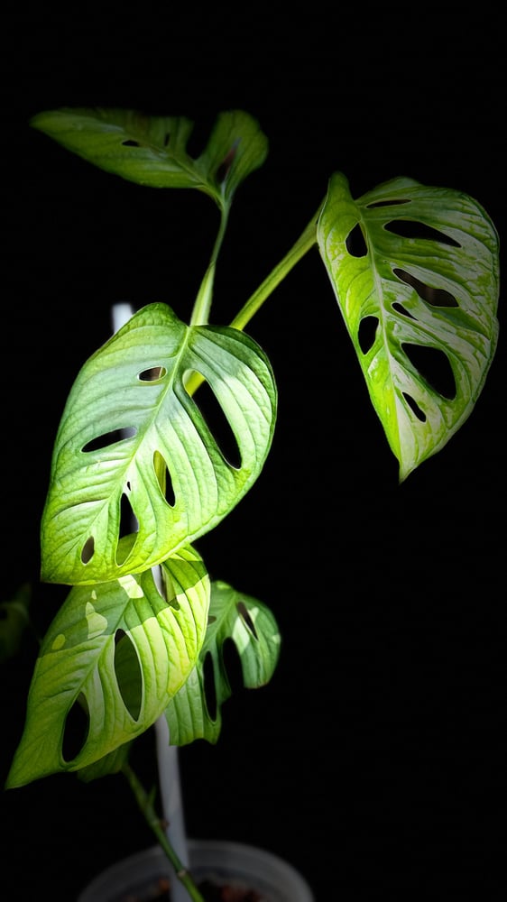 monstera lechleriana