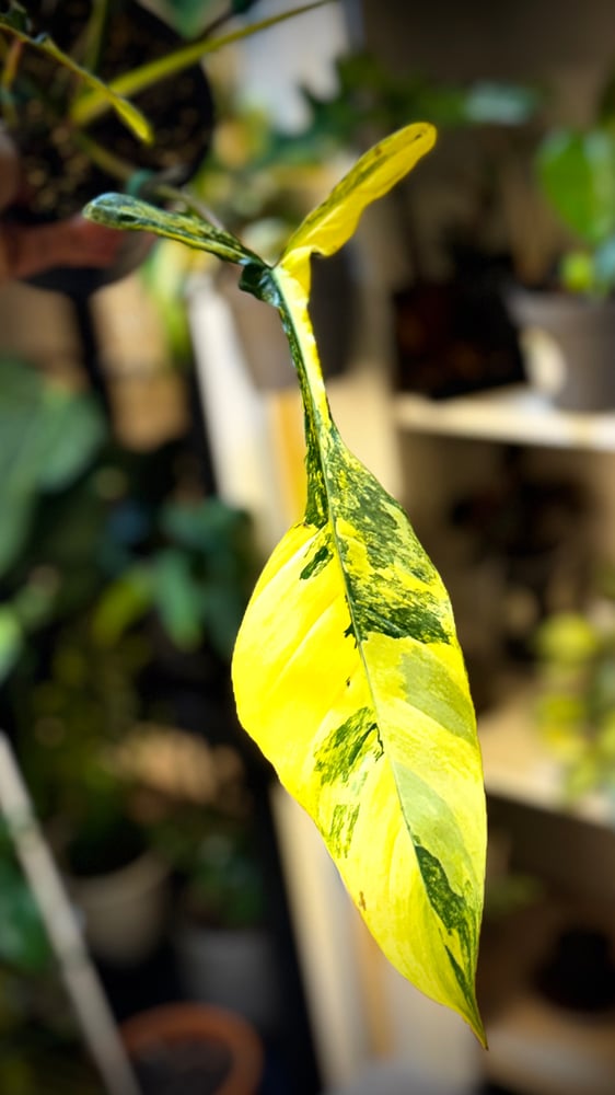 PHILODENDRON JOEPII Variegated