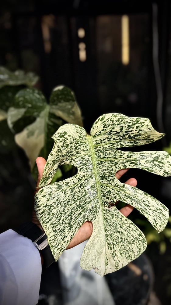 MONSTERA STARLIGHT