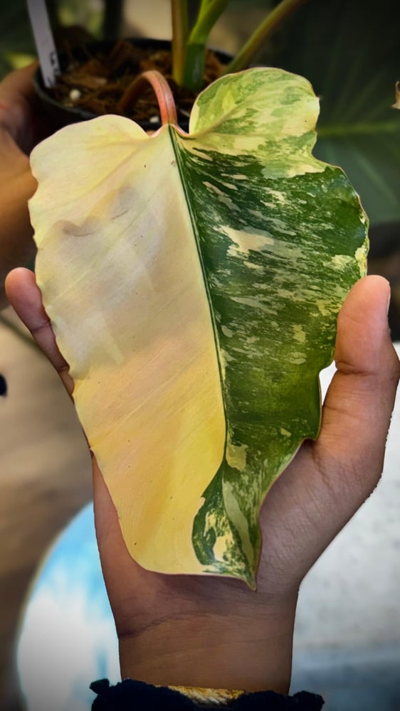 PHILODENDRON HYBRID Marron