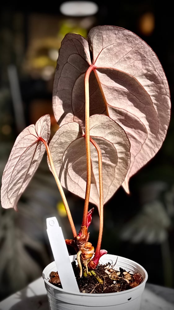 ANTHURIUM ‘SUPER STAR’ HYBRID