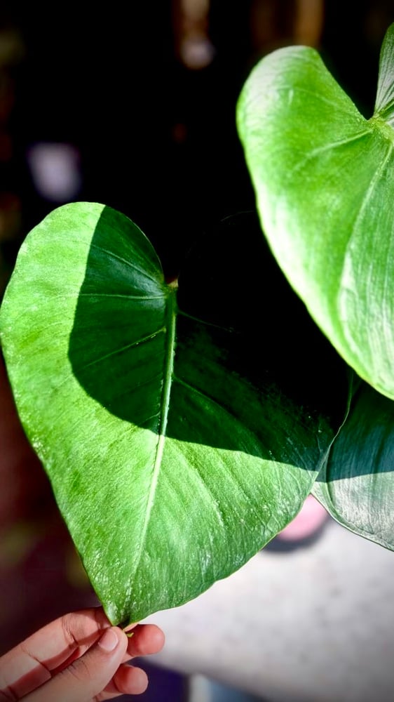 MONSTERA TATTOO