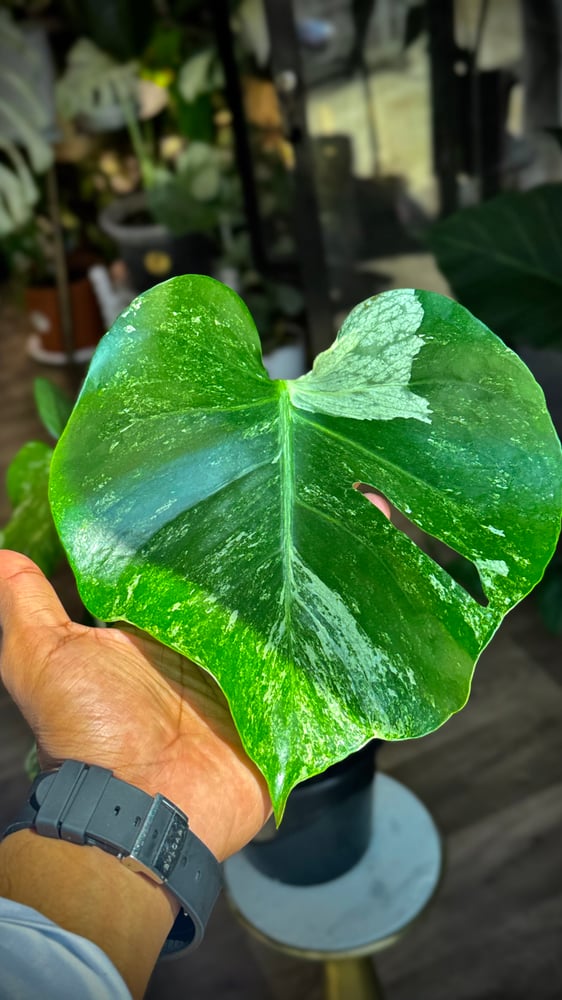 MONSTERA OCEAN ALBO