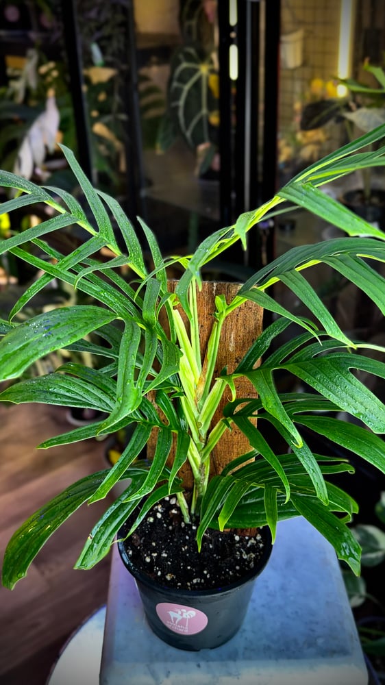 RHAPHIDOPHORA TENUIS GREE