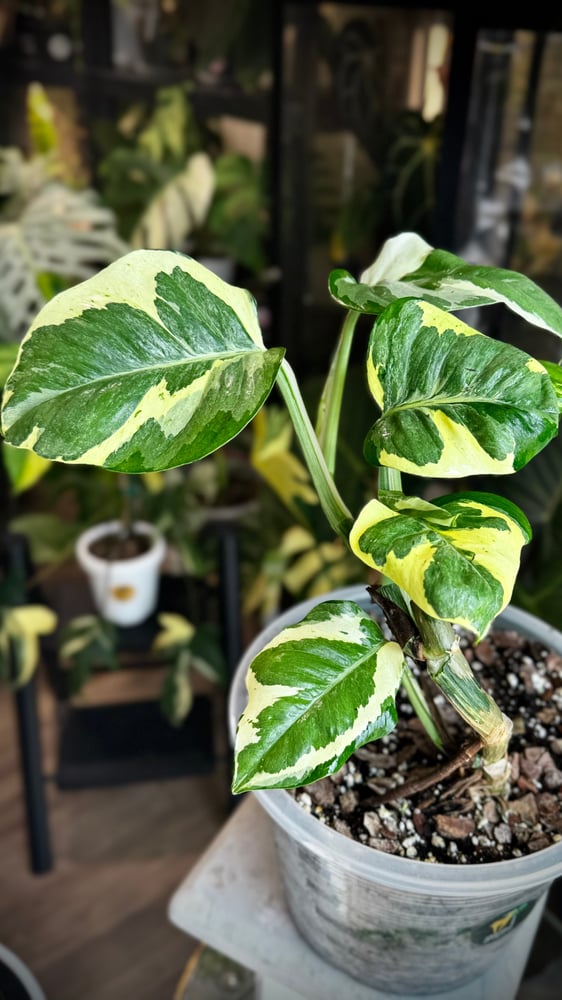 POTHOS MANJULA (GIANT) BIG