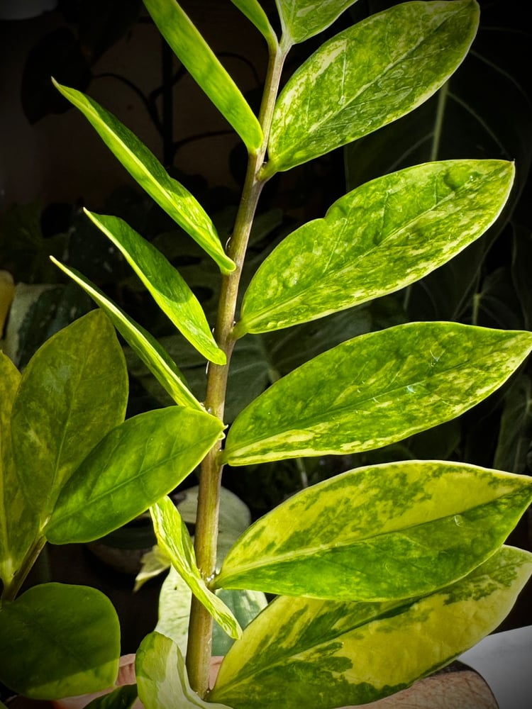 ZAMIOCULCAS ZAMIIFOLIA Variegated