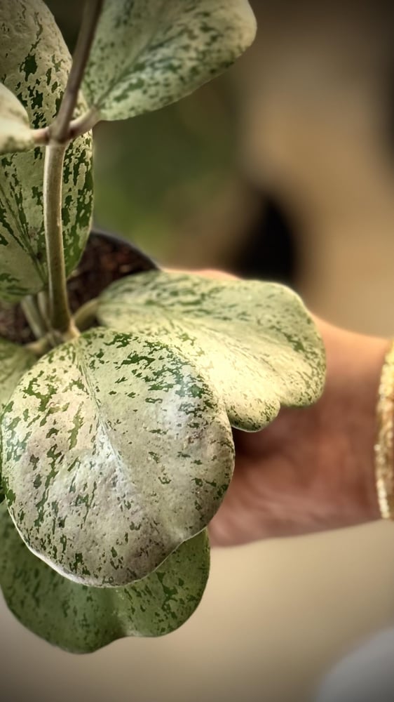 HOYA CHIANG DAO SILVER