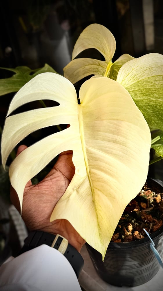 MONSTERA DELICIOSA FULL MINT