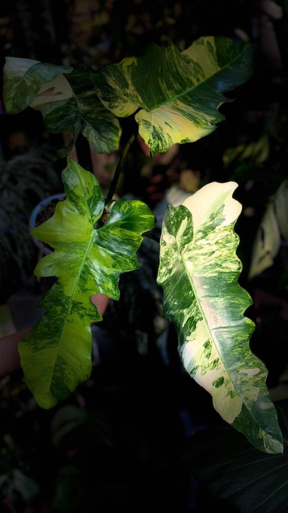 Philodendron  Fiora