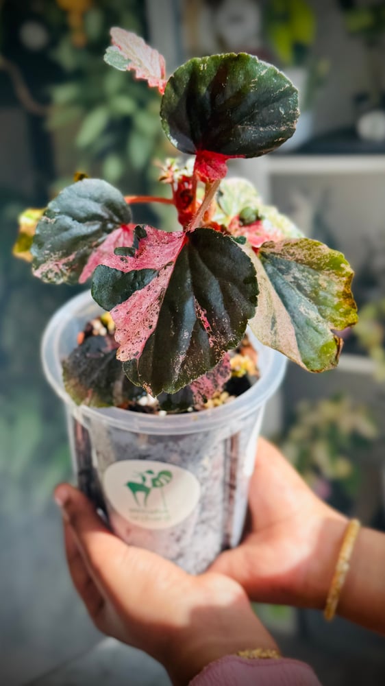 BEGONIA REX MIX VARIETIES