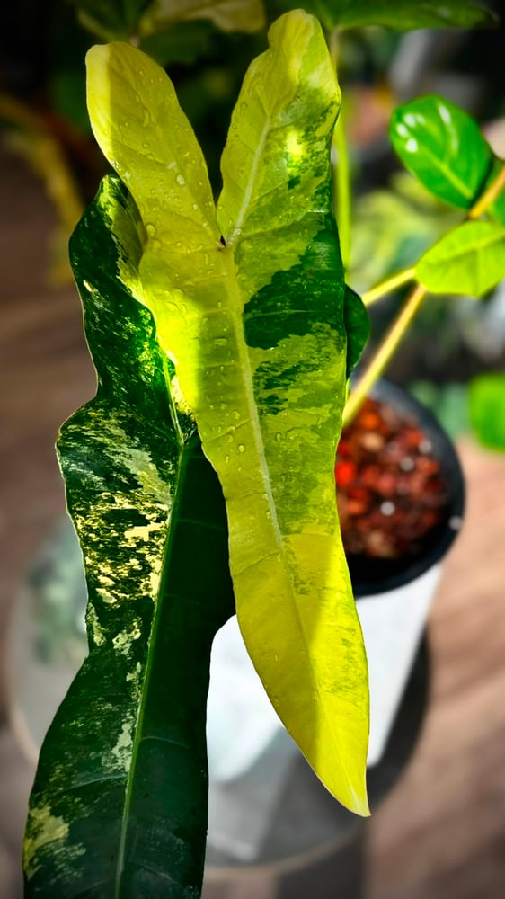 PHILODENDRON FLORIDA X BILLIETIAE