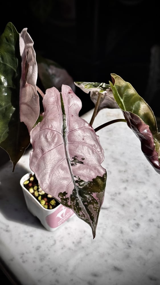 ALOCASIA CHANTRIERI
