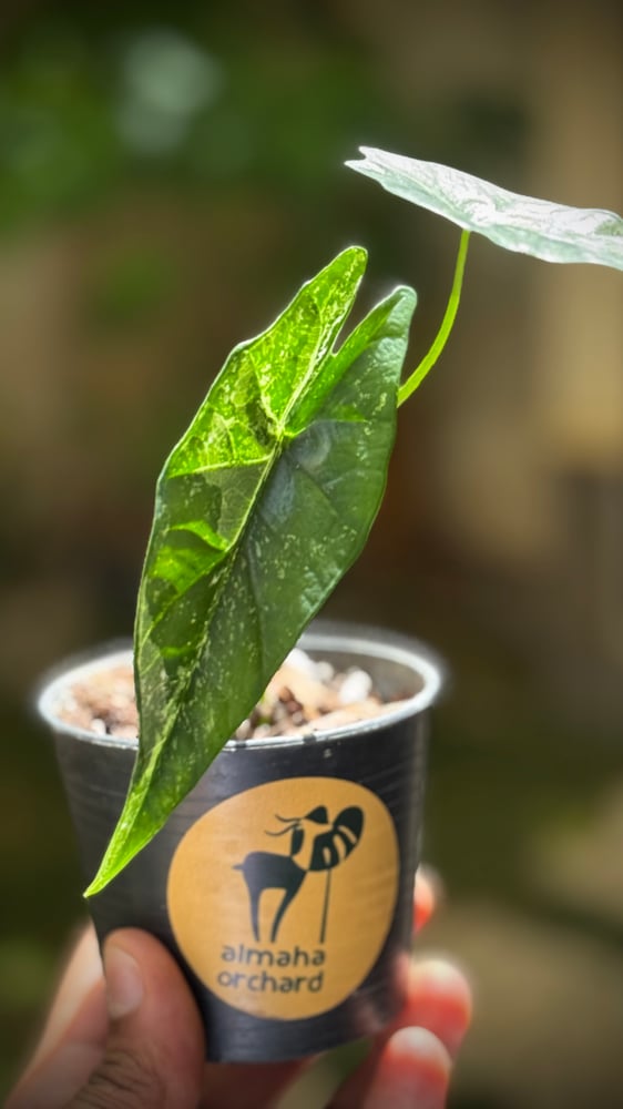 ALOCASIA SIMPO ALBO
